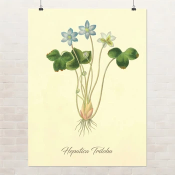 Постер Ботаническая иллюстрация, Hepatica Triloba, растения, интерьерный постер, A3 40×30 см (id7154)