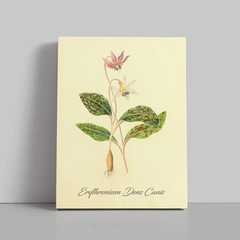 Інтер'єрна картина Ботанічна ілюстрація, Erythronium Dens Canis, рослини, інтер'єрний постер, 40×30 см (id7157)
