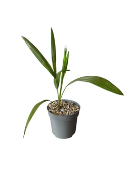 Пальма Trachycarpus Wagnerianus, горщик ⌀12