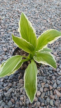 Хоста Альбомаргіната (хоста Hosta Albomarginata) Горщик 1,5л.