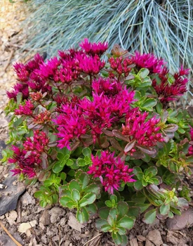 Очиток ложный "Deep Rose" Р9
