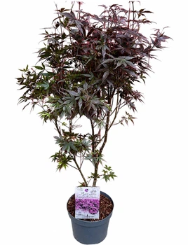 Клен японський Acer Palmatum Red Sentinel (26 горщик, висота 120-140см)