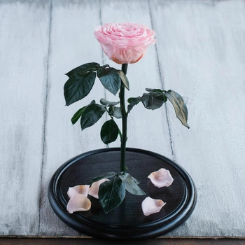 Стабилизированная роза в колбе Lerosh - Premium 33 см, Бледно розовый