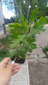 Хризантема Vanilla корейська