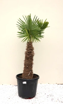 Пальма Трахікарпус Форчуна Trachycarpus Fortunei, стовбур 80 см, горщик 50 л — морозостійка віялова пальма