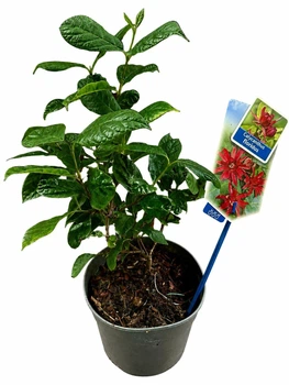 Гвоздикове дерево Калікант Calycanthus floridus, висота 40 см, горщик 17 (RG276)