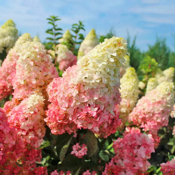 Гортензія волотиста Fraise Melba (Hydrangea paniculata Fraise Melba) декоративний кущ в горщику C1 2х річний