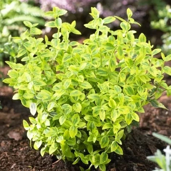 Бересклет Emerald and Gold - саджанці в контейнері
