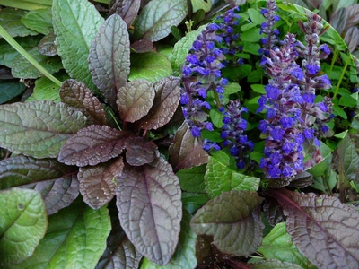 Живучка ползучая Ajuga reptans, декоративная многолетняя почвопокровная Р9