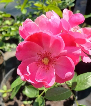 Троянда флорібунда Ангела (Angela) С5