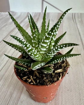 Хавортия фаскиата Биг Бэнд Haworthia fasciata big band D5.5 см Суккулент Комнатное растение