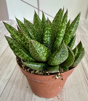 Гастерия Gasteria 'd Due D8 см Суккулент Комнатное растение