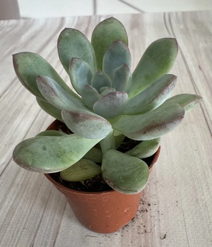 Ехеверия Echeveria Morning Dew D5.5 см Суккулент Комнатное растение