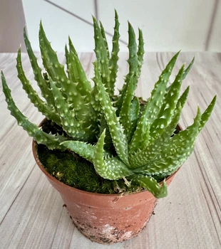 Алое приземистое Aloe humilis D8 см Суккулент Комнатное растение
