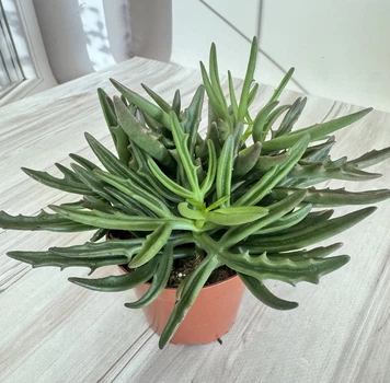 Каланхоэ лациниата Kalanchoe laciniata D8 см Суккулент Комнатное растение Оленьи рожки