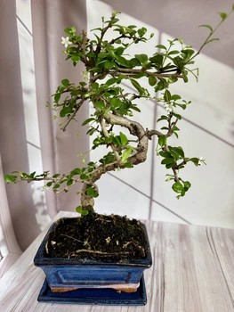 Бонсай Кармона Bonsai Carmona D15 см Комнатное растение