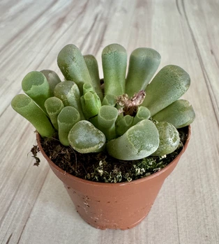 Фенестрария ропалофилла Fenestraria rhopalophylla булаволистная D5.5 см Суккулент Комнатное растение