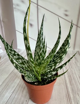 Алое Aloe Bronze Lizard D8 см Суккулент Комнатное растение