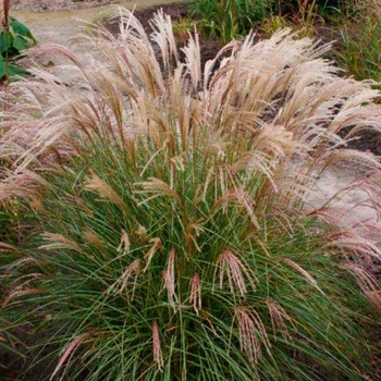 Miscanthus sinensis "Yaka Dance" садовые цветы,кусты,травы