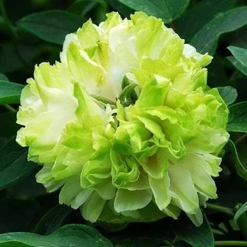 Пион древовидный Green Садовые растения, цветы многолетние, рассада, саженцы