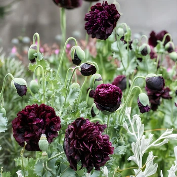 Семена Мак декоративный 'Black Paeony', Papaver somniferum 0,05 гр/уп