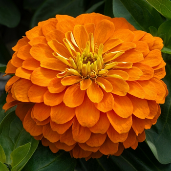 Семена Цинния изящная 'Orange King', Zinnia elegans 5 шт/уп