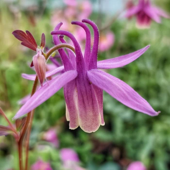 Семена Аквилегия Рока, Aquilegia rockii 10 шт/уп
