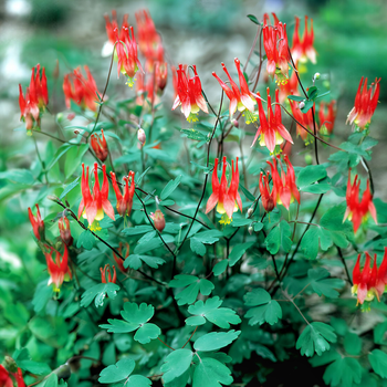 Насіння Аквілегія канадська, Aquilegia canadensis 10 шт/уп