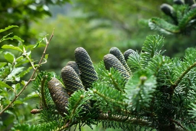 Ялиця біла (Abies alba) Горщик 1,5 л.