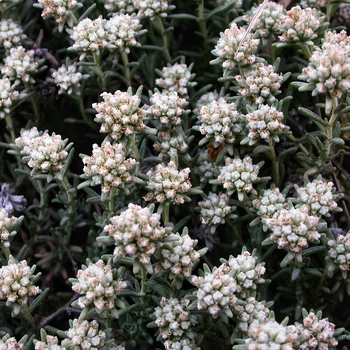 Семена Дубровник беловойлочный, Teucrium polium 5 шт/уп