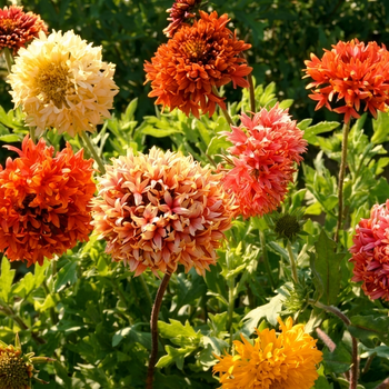 Семена Гайлардия красивая 'Lorenziana', Gaillardia pulchella 10 шт/уп