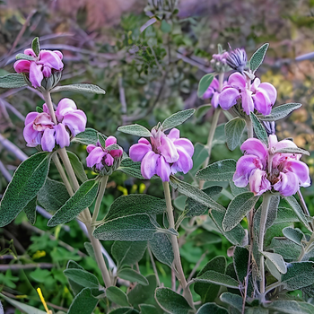 Семена Зопник пурпурный, Phlomis purpurea 5 шт/уп