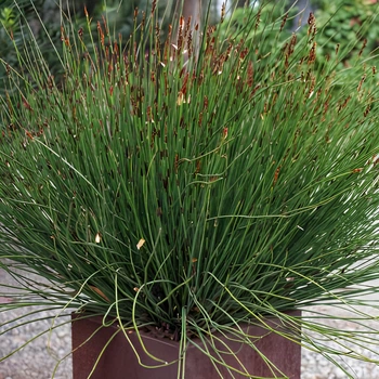 Насіння Капський очерет, Elegia tectorum 10 шт/уп