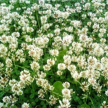 Семена Белый Клевер 'Rivendell', Trifolium repens 1 гр/уп