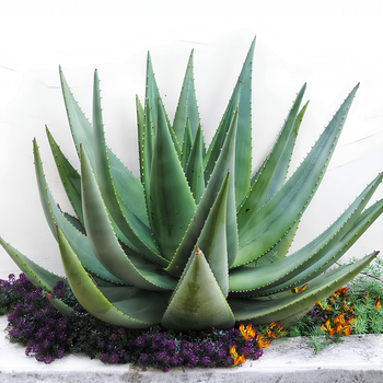 Семена Алоэ Рейтца, Aloe reitzii 3 шт/уп