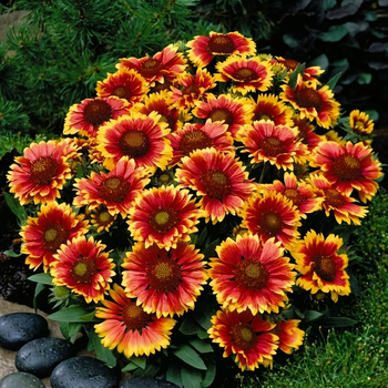 Семена Гайлардия крупноцветковая 'Arizona Sun', Gaillardia x grandiflora 5 шт/уп