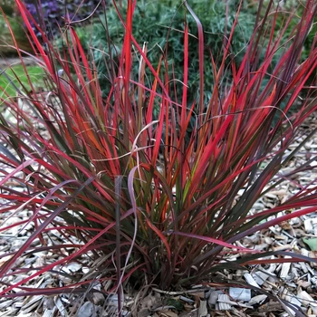 Семена Андропогон Жерара, Andropogon gerardii 10 шт/уп