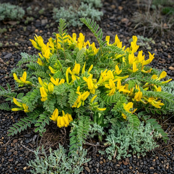Семена Астрагал шерстистоцветковый, Astragalus dasyanthus 10 шт/уп