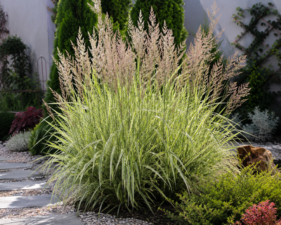 Куничник Overdam (вейник остроцветковый) декоративный злак Calamagrostis саженец в горшке 1.5 л
