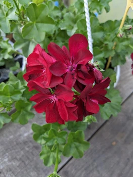 Плющелистная (ампельная) пеларгония Karolina Dark Red, подрощенное цветущее растение в горшке 400 мл