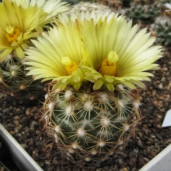 Семена Корифанта Рогоносная, Сoryphantha cornifera 5 шт/уп
