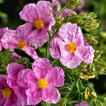 Семена Ладанник беловатый, Cistus albidus 10 шт/уп