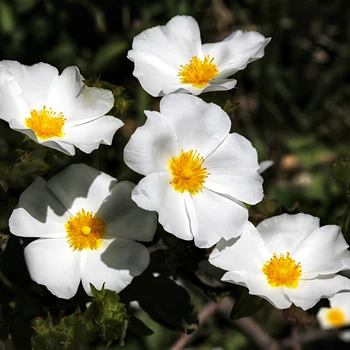 Семена Ладанник Шалфеелистный, Cistus salviifolius 10 шт/уп