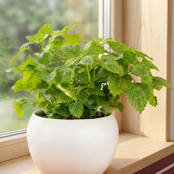 Насіння Меліса лимонна, Melissa officinalis 0.1 гр/уп