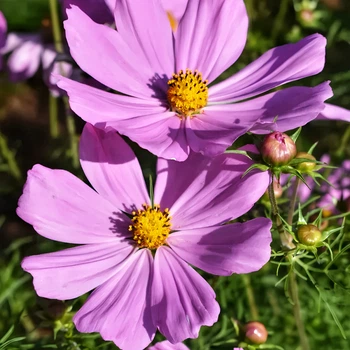 Семена Космос Vega Early Dwarf Rose, Cosmos bipinnatus 10 шт/уп