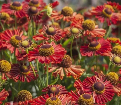 Геленіум осінній Ранчера (Helenium Ranchera) С2