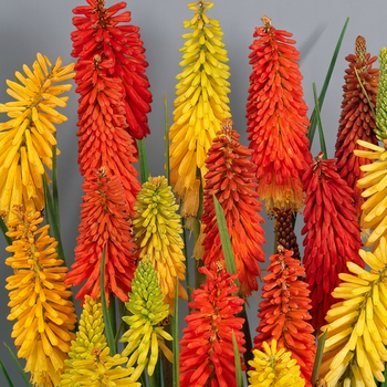 Семена Книфофия ягодная 'Mixed', Kniphofia uvaria 10 шт/уп