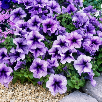 Семена Петуния 'Daddy Blue' F1, Petunia x hybrida grandiflora 10 шт/уп