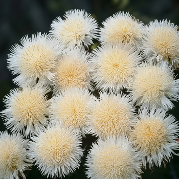 Семена Василек мускусный 'The Bride', Centaurea imperialis 5 шт/уп