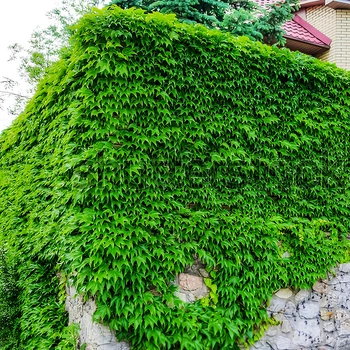 Насіння Плющ англійський, Hedera helix 10 шт/уп